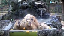 Une famille de Capybaras prend un petit bain!