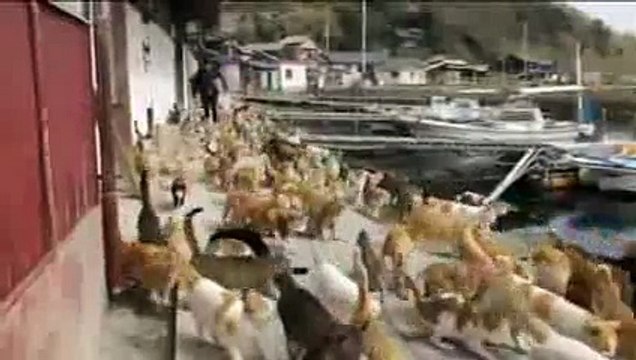 Découvrez Aoshima, l'île aux chats