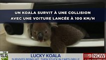 Un koala survit à une collision avec une voiture lancée à 100 km/h