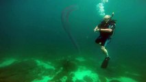 Des plongeurs tombent nez à nez avec une rare créature des océans