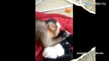 Super meûgnon, un singe câline tendrement des chiots