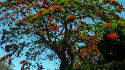 Florent Pagny - Vieillir avec Toi