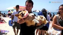 Quand des corgis envahissent une plage de Californie