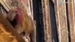 Inde : des singes friands de fibre optique