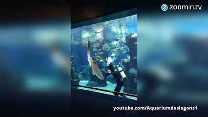 Les requins, eux aussi, ont besoin de câlins