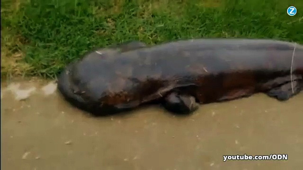 Un écolier tombe nez à nez avec une salamandre géante !