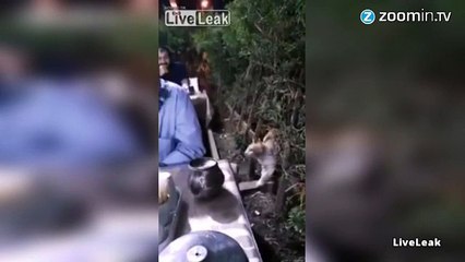 Le chat qui demandait à manger poliment !