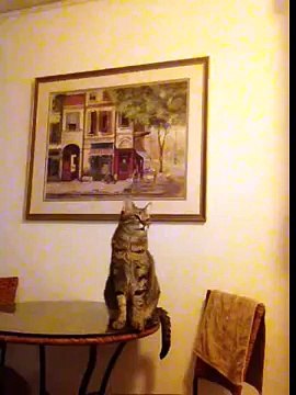 LiveLeak.com - Deaf cat understands sign language