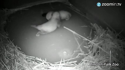 Naissance de deux pandas roux, à croquer !