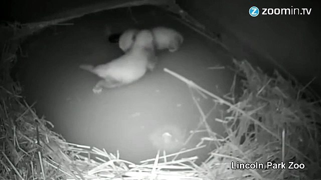 Naissance de deux pandas roux, à croquer !