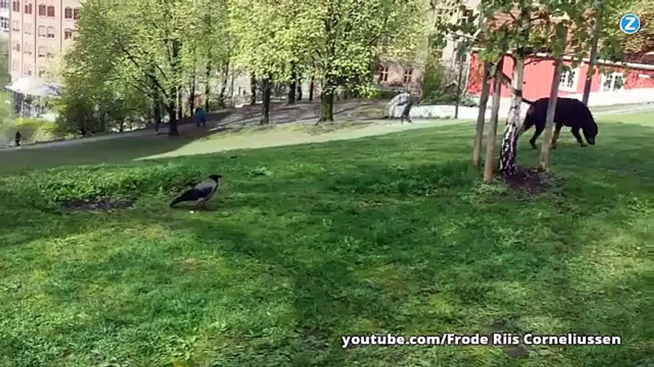 Un chien se fait pigeonner par un corbeau