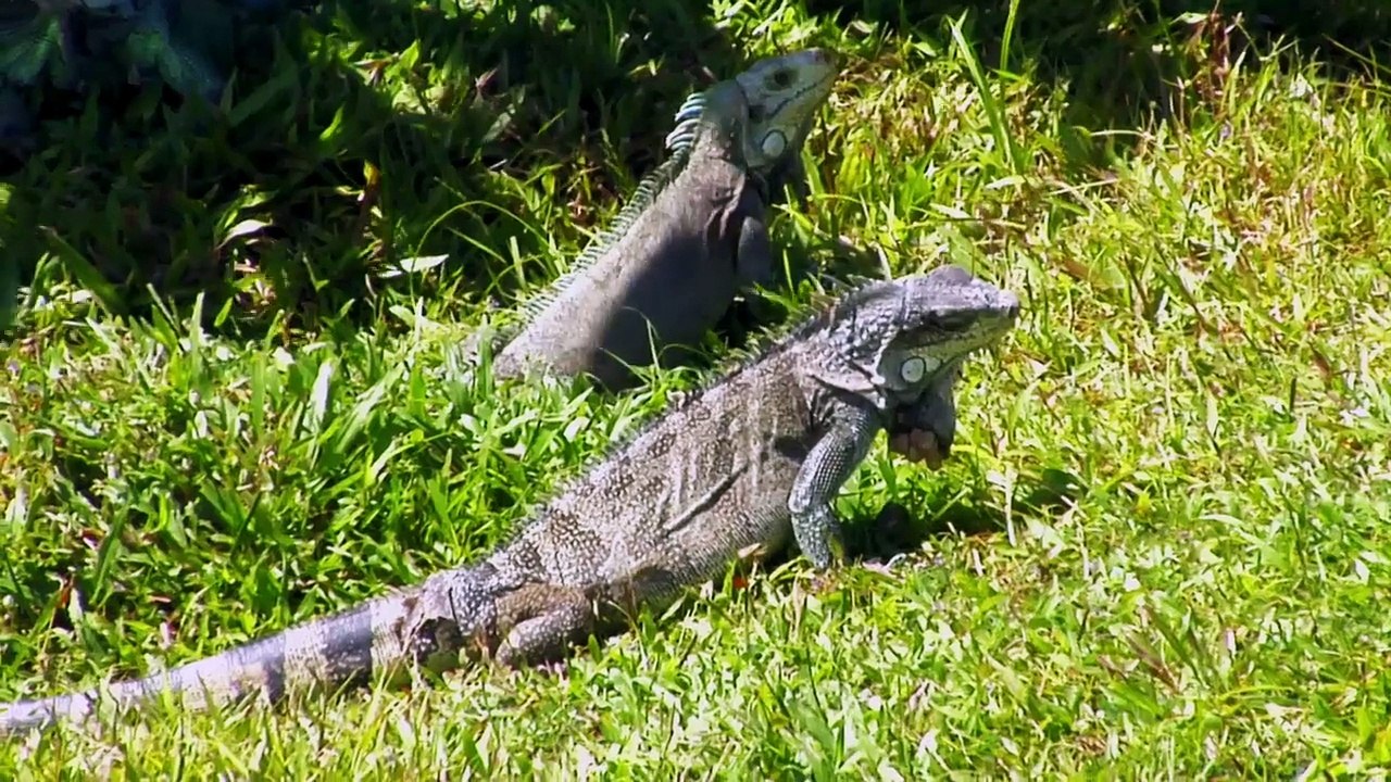 LA GUYANE - Bande-annonce VF