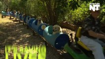 This Homemade 'Dog Train' Takes Rescued Puppies On Outdoor Adventures