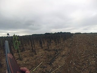 chasse aux perdreaux gris daya fibi