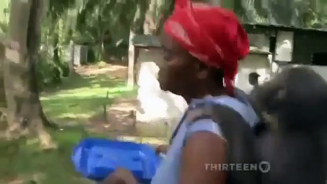 DO ANIMALS HAVE MORALS? NOVA Discovery/Science/Nature (documentary)