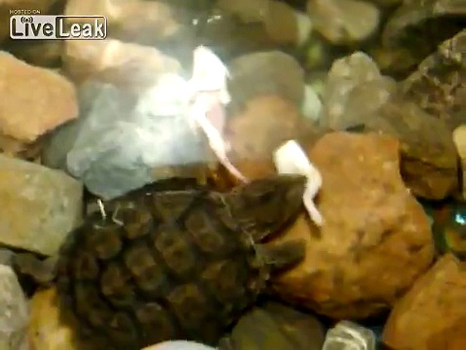 **WSAACHI TURTLE VS MOUSE**  -LIVE FEEDING-