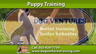 Puppy Trainers in Denver, CO