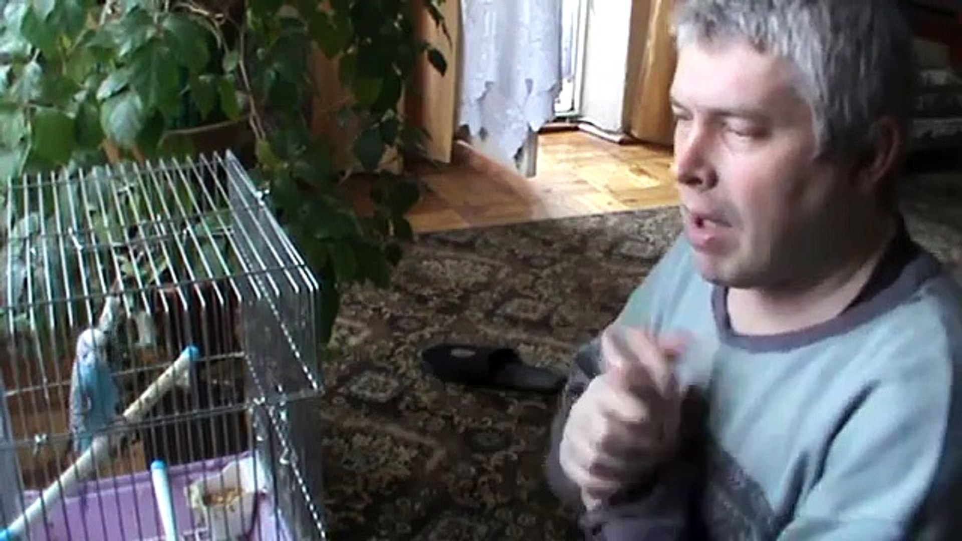 Караоке для попугая