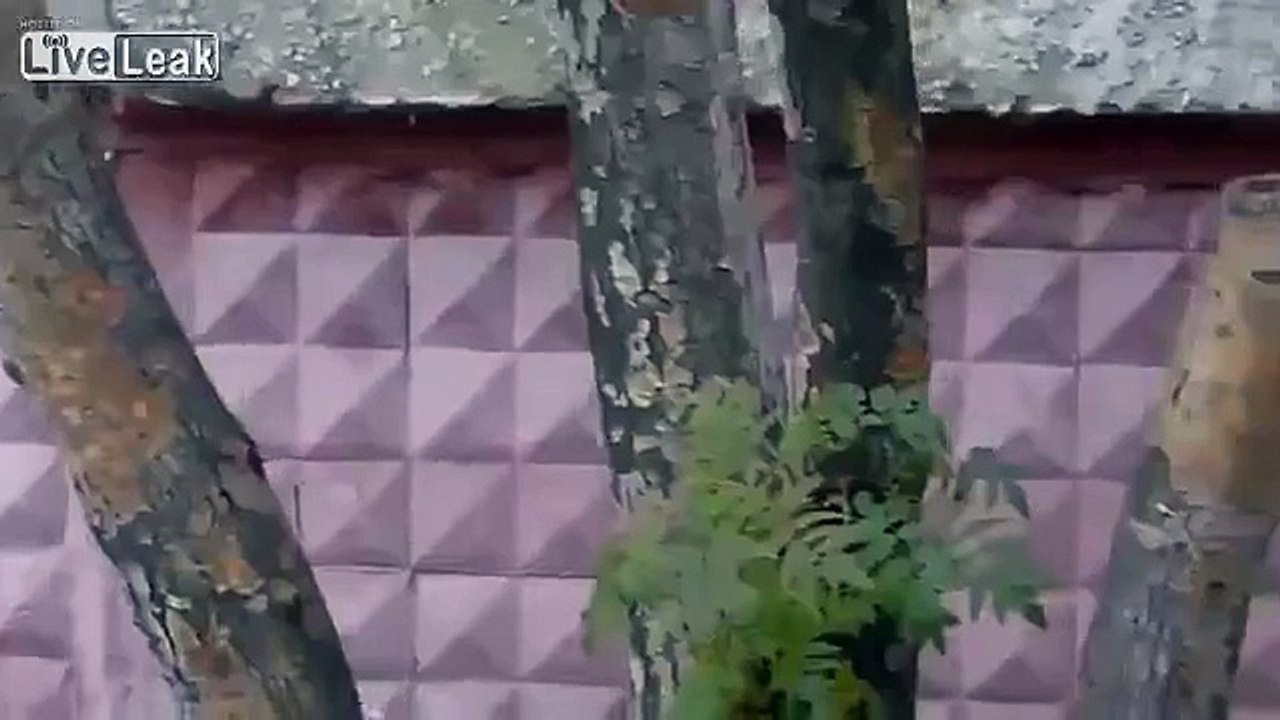 LiveLeak.com - Assassin Cat