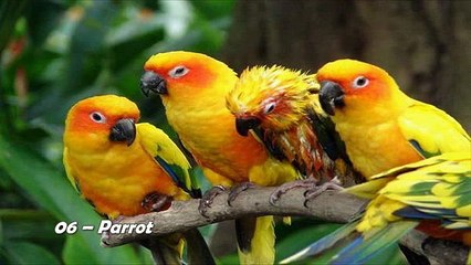 World Top 10 Most Intelligent Animals