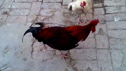 villager's cocks fight