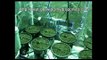 Hydroponics Grow Tents | Grow Crops With Indoor Gardens