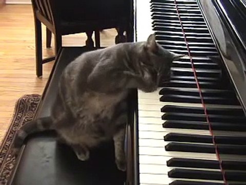 Кот играет на пианино!