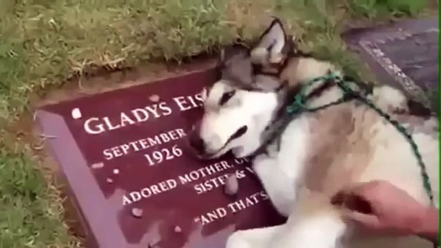 Очень трогательно Пёс плачет на могиле хозяина! Невероятно!