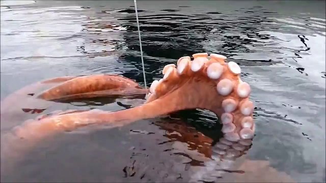 Пошли рыбачить и поймали гигантского осьминога!