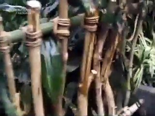 Ребенок упал в вольер с гориллами!