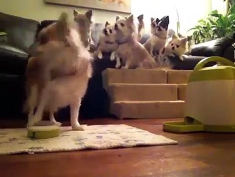 Sırayla Mama Yemek Nasıl Olurmuş Görün