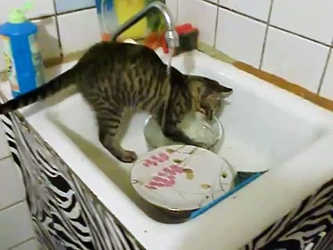 Кот моет посуду! Хочу себе такого)))