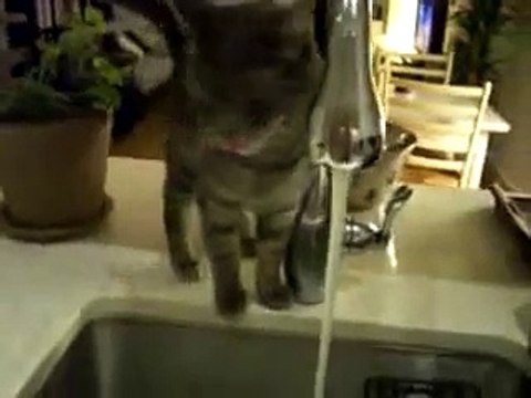 Кот с нестандартным мышлением пьет воду!