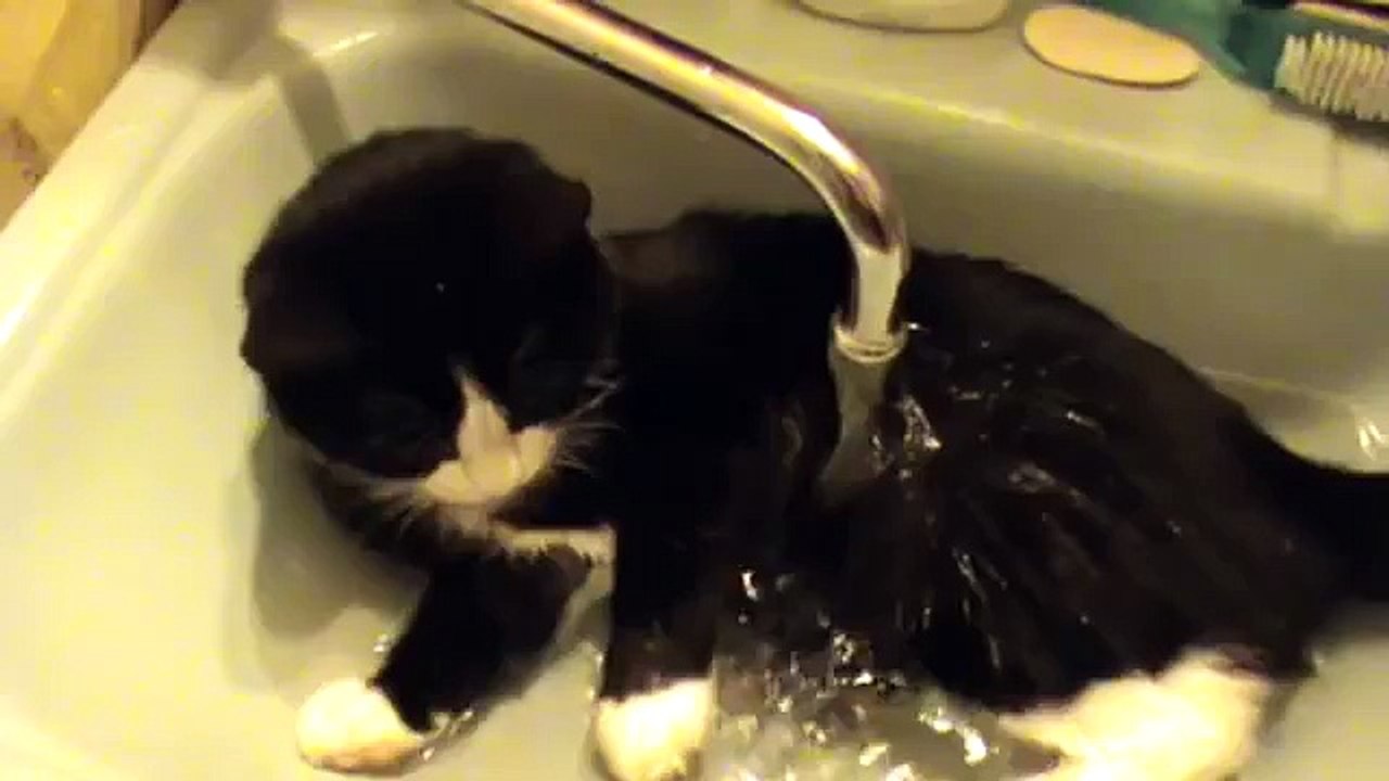 Коте купается!