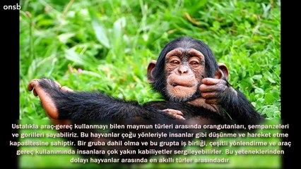 Zeka Seviyeleriyle Diğerlerine Fark Atan 14 Hayvan Türü