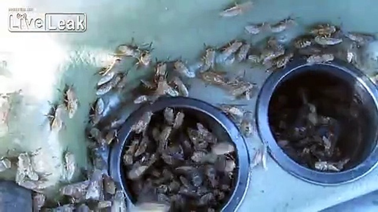 LiveLeak.com - Horseflies in the Siberian taiga