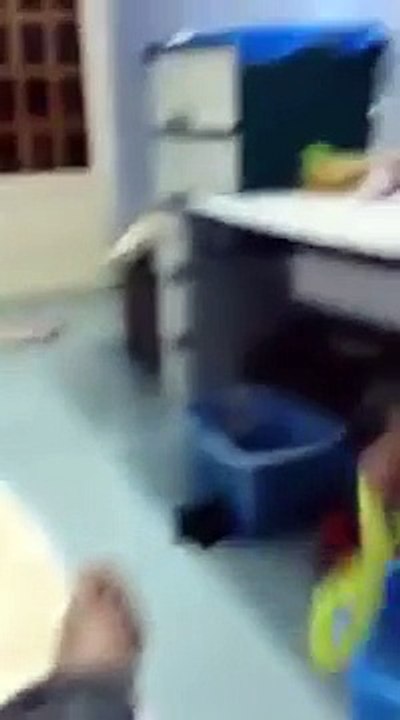 Funny animal videos, Funny cats videos, Funny dog Vines