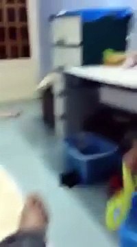 Funny animal videos, Funny cats videos, Funny dog Vines