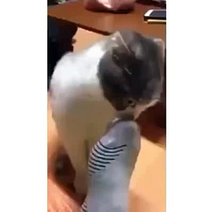 Funny Cats, Funny Animals, Funny Videos 2014