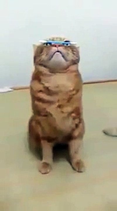 Funny circus cats