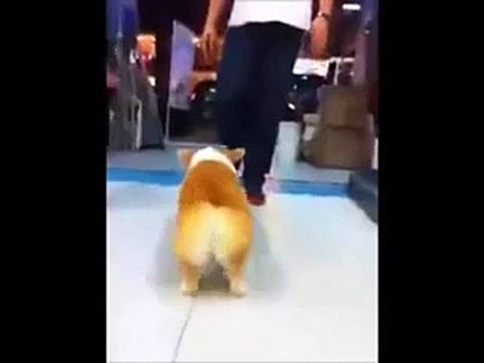 FUNNY DOG VIDEOS