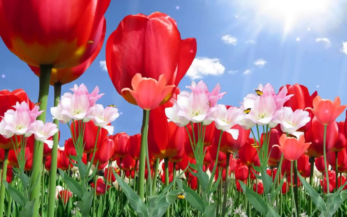 Flores background