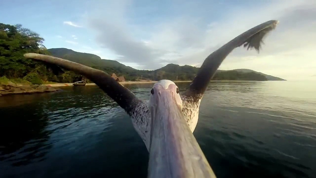GoPro: Pelican Learns To Fly