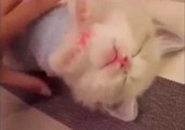 Ragdoll Kitten Refuses to Wake Up