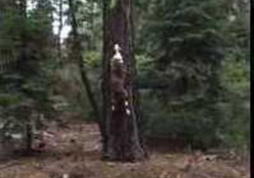 Dog Runs Vertically Up Tree to Grab Frisbee