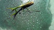 Guy kills a zombie praying mantis, revealing a huge parasite living inside