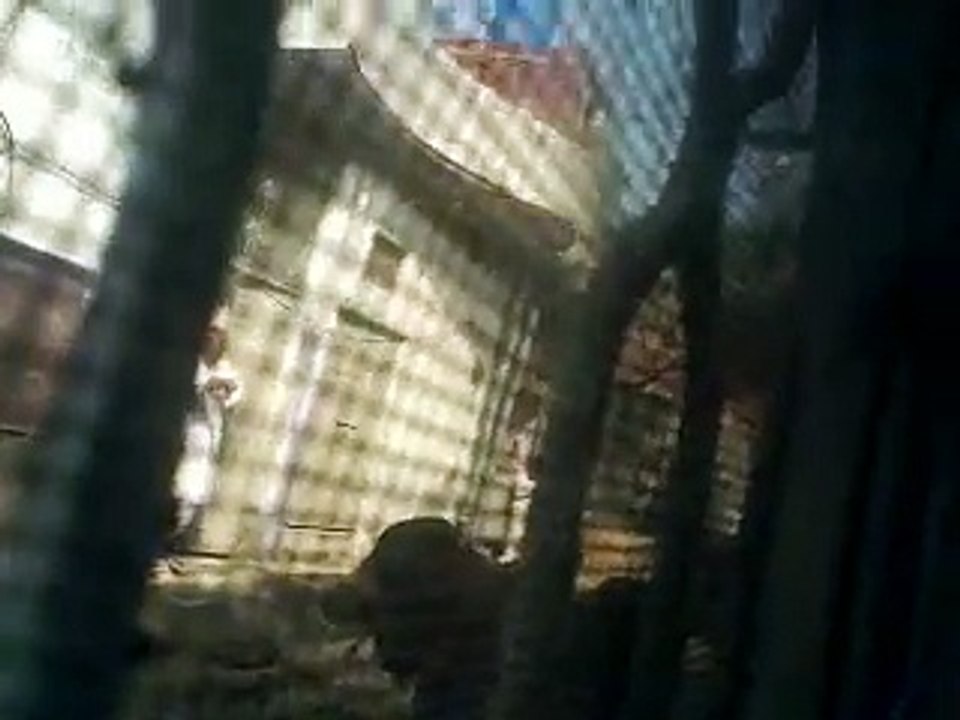 Bull run