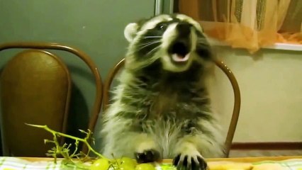 Lucu Video Kucing dan Anjing Terbaik compilation 2015