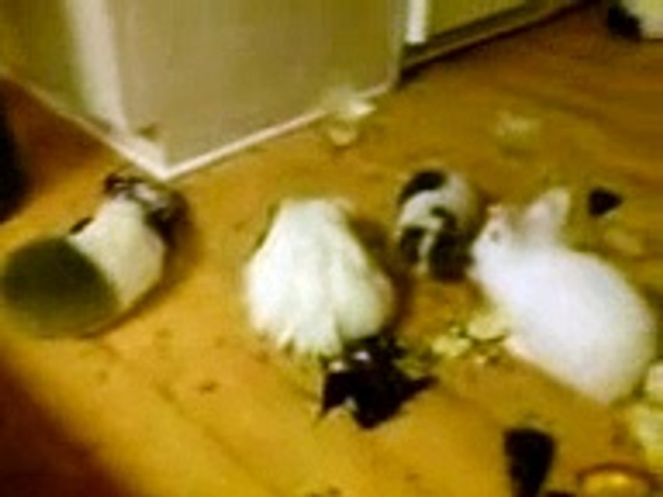 Mine Marsvine hanner