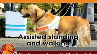 Dog Physical Therapy Series Part 2 - Weight Bearing Exercises.flv